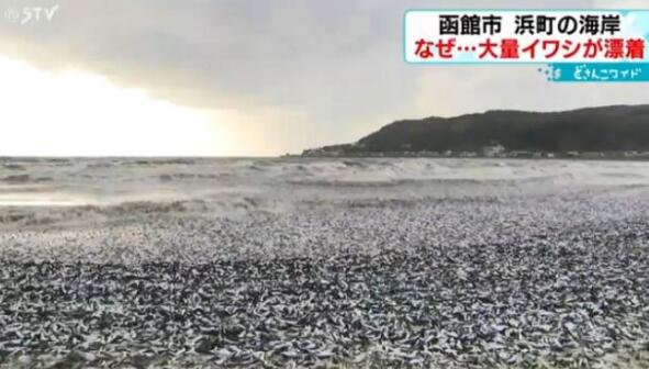 日本北海道海岸现大量沙丁鱼尸体