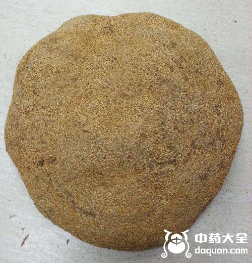 雪灵芝