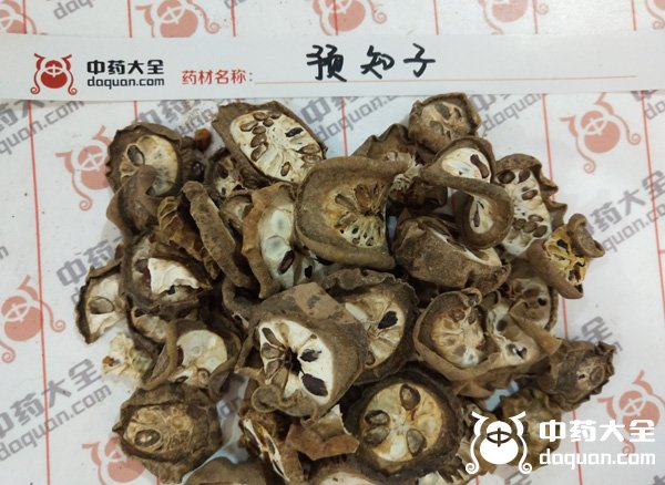 预知子