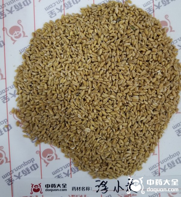 浮小麦