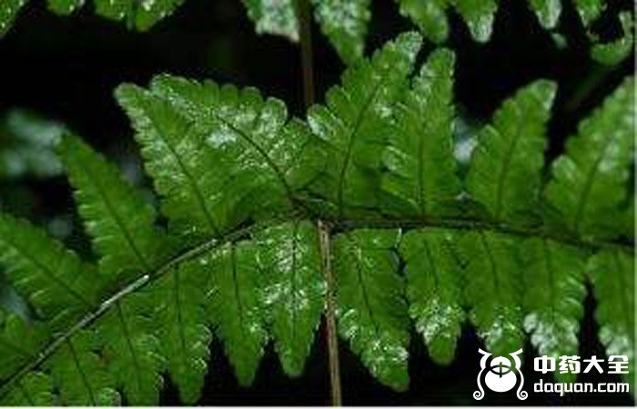黑色鳞毛蕨根