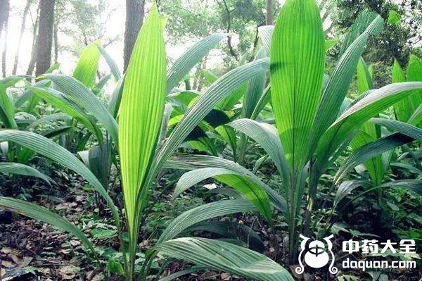 仙茅