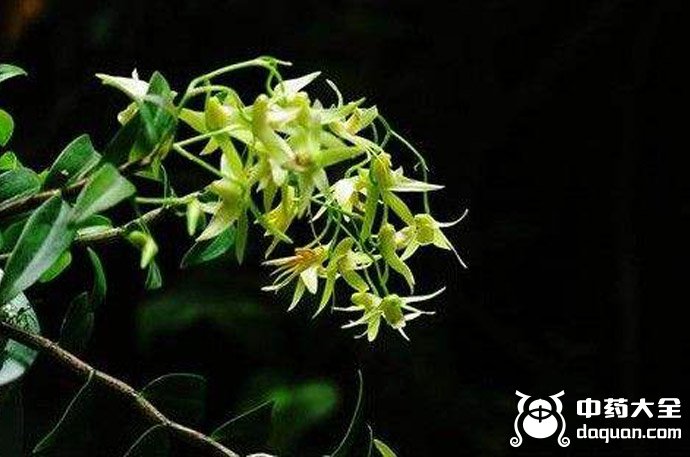 黑节草
