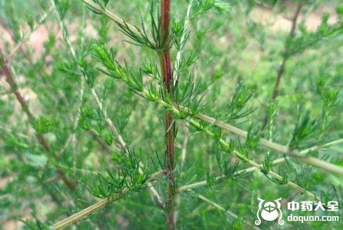 黑及草