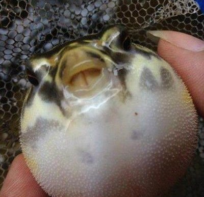 河豚子