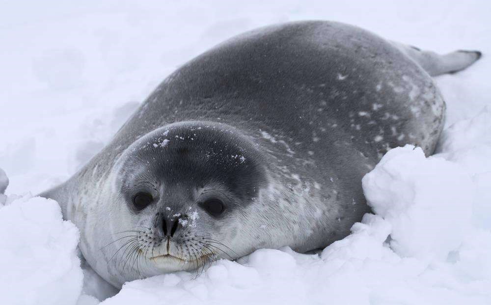 海狗油