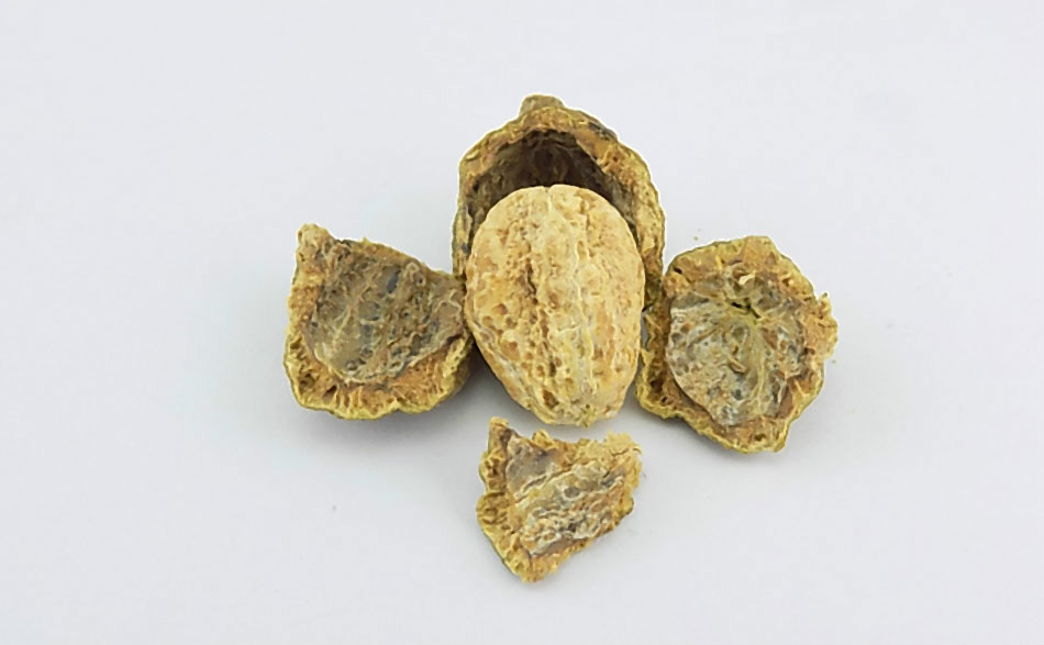 诃子核