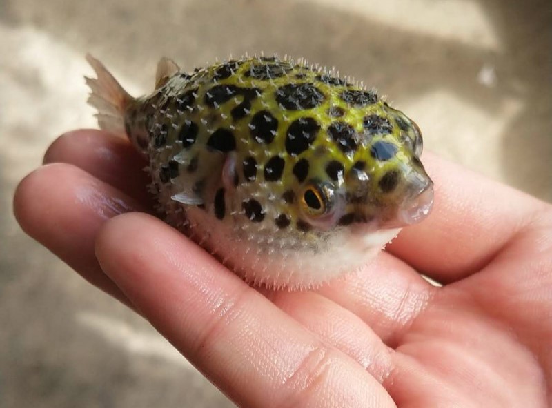 河豚