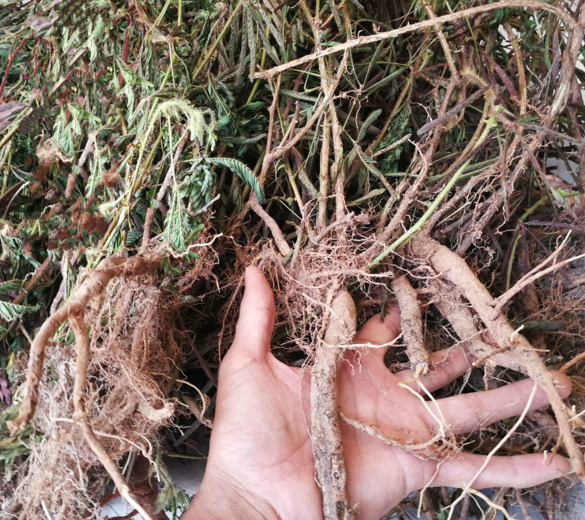 含羞草根