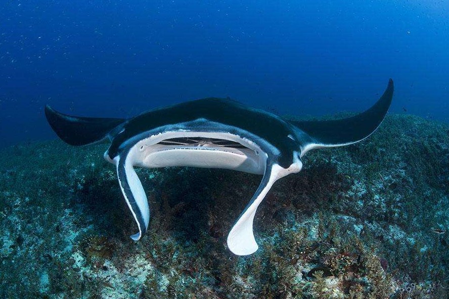 海鹞鱼齿