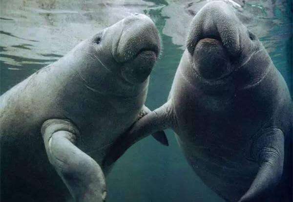 海牛