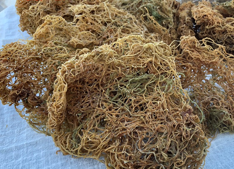 海粉