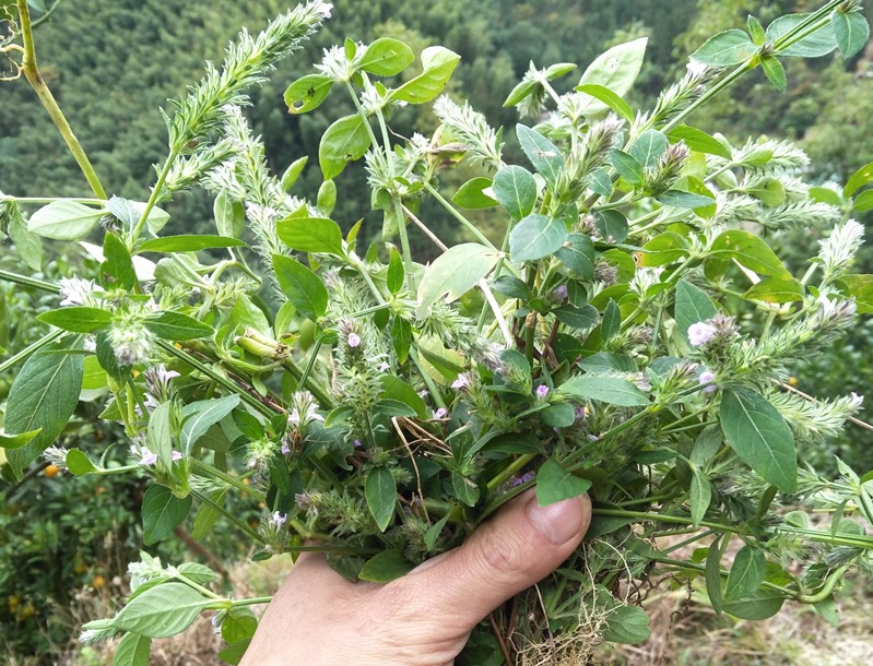 孩儿草