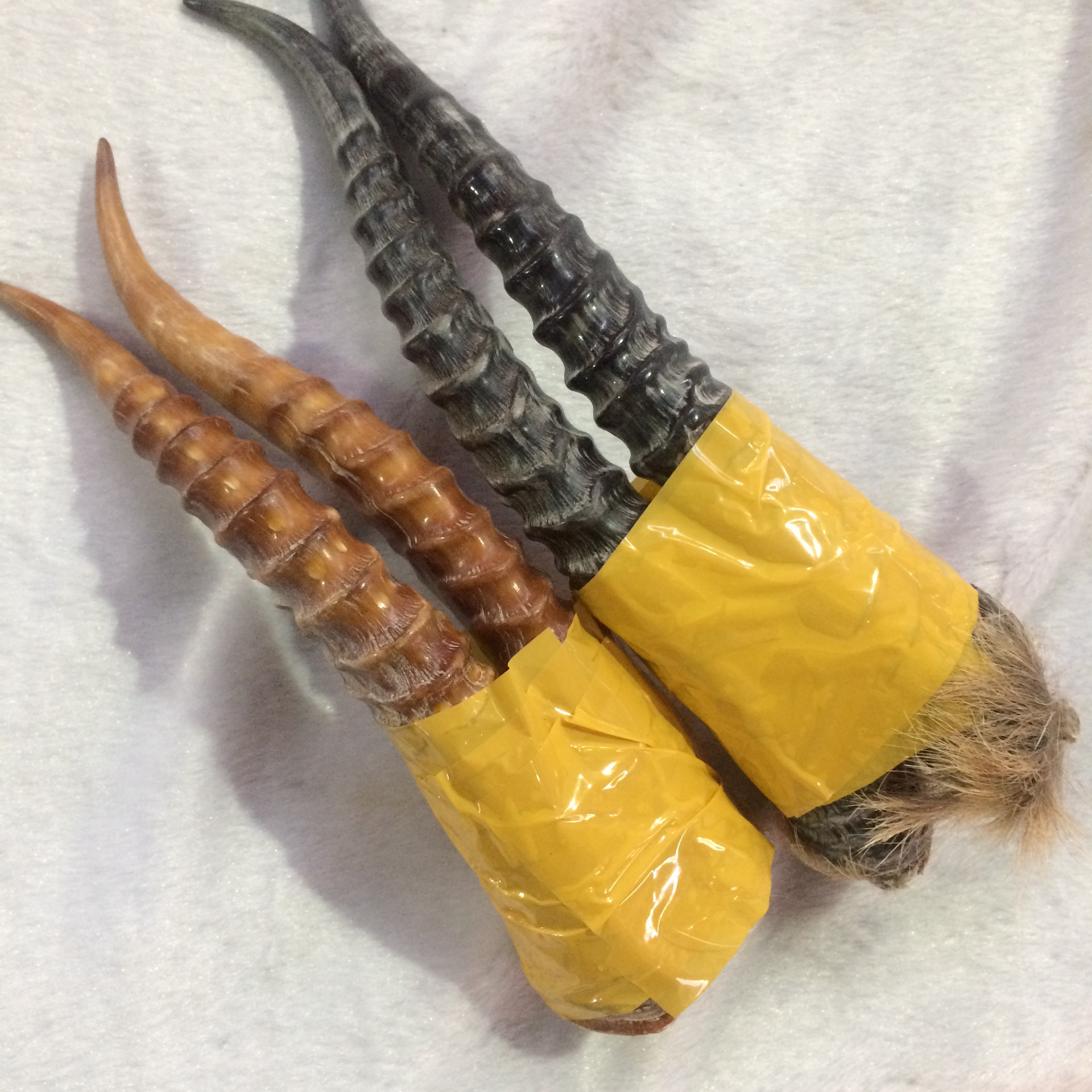 领羊角
