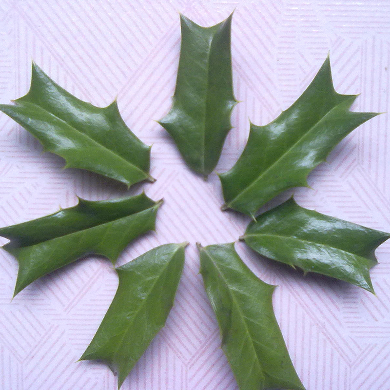 枸骨根