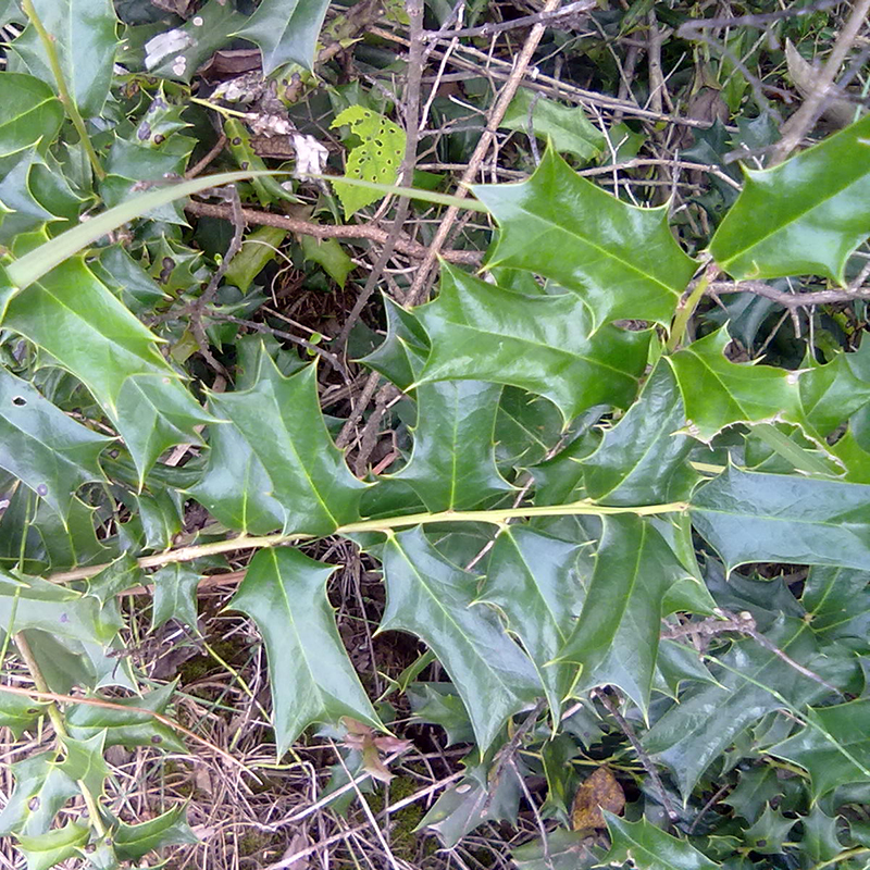 枸骨根