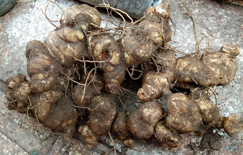 狗屎花根
