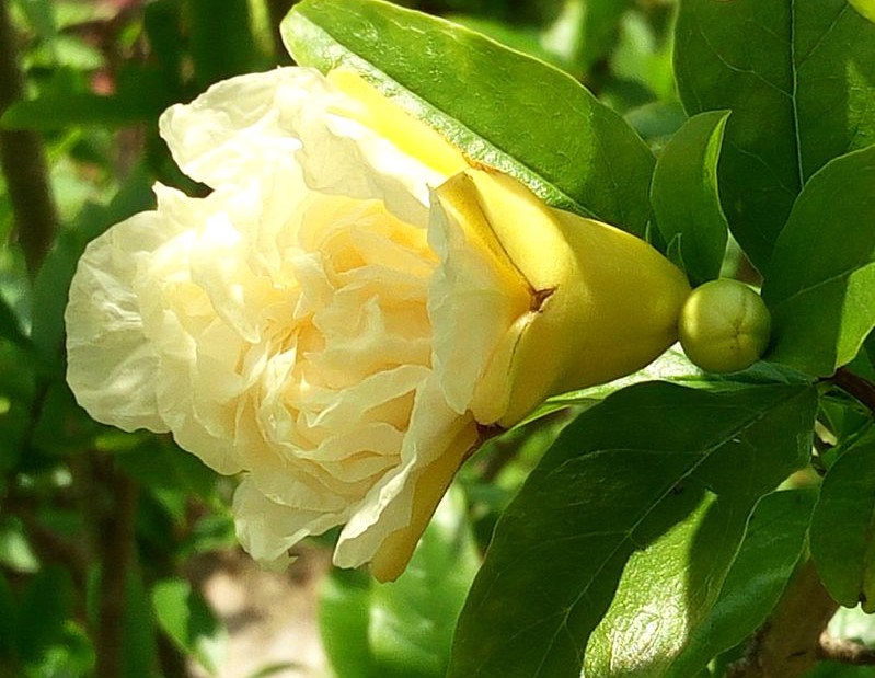 白石榴花