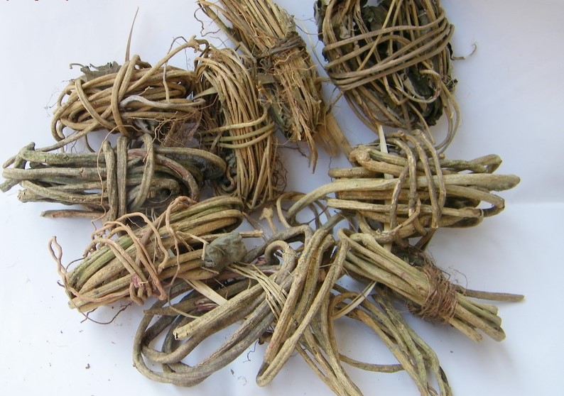 白鸡屎藤
