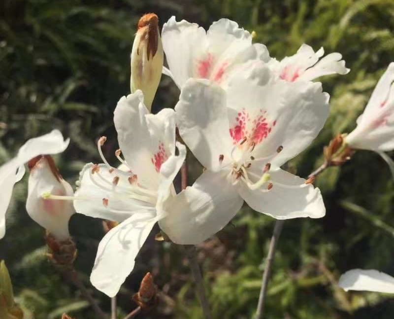 白花映山红
