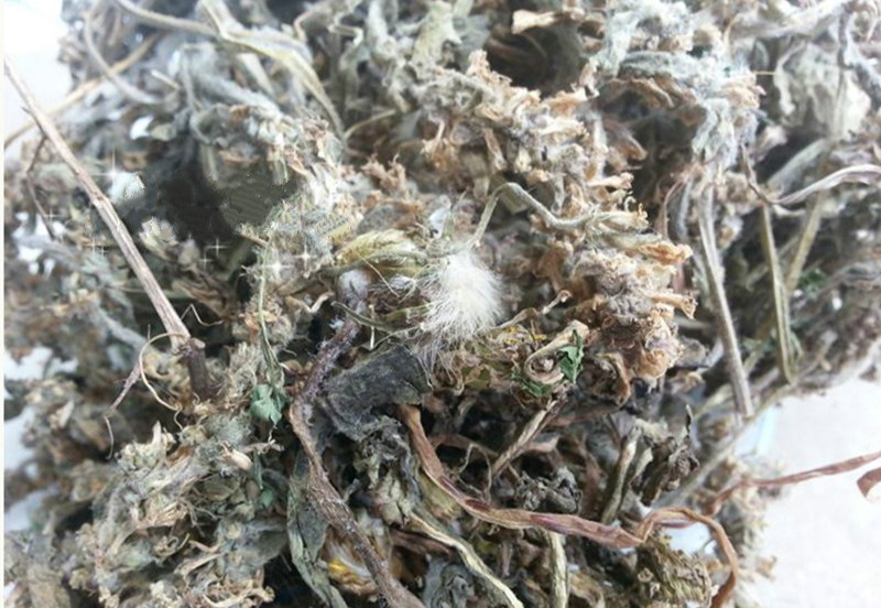 白花夏枯草