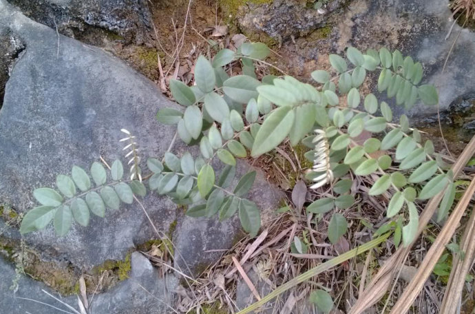 白花灰毛槐树