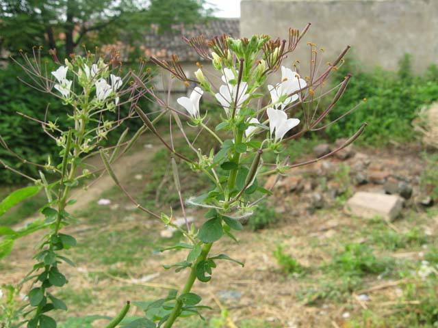 白花菜根