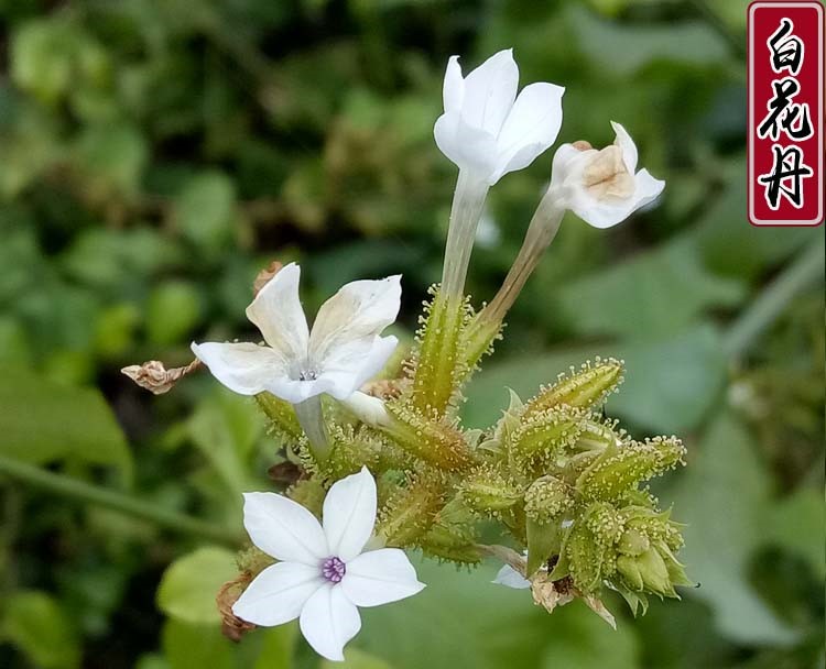 白花丹