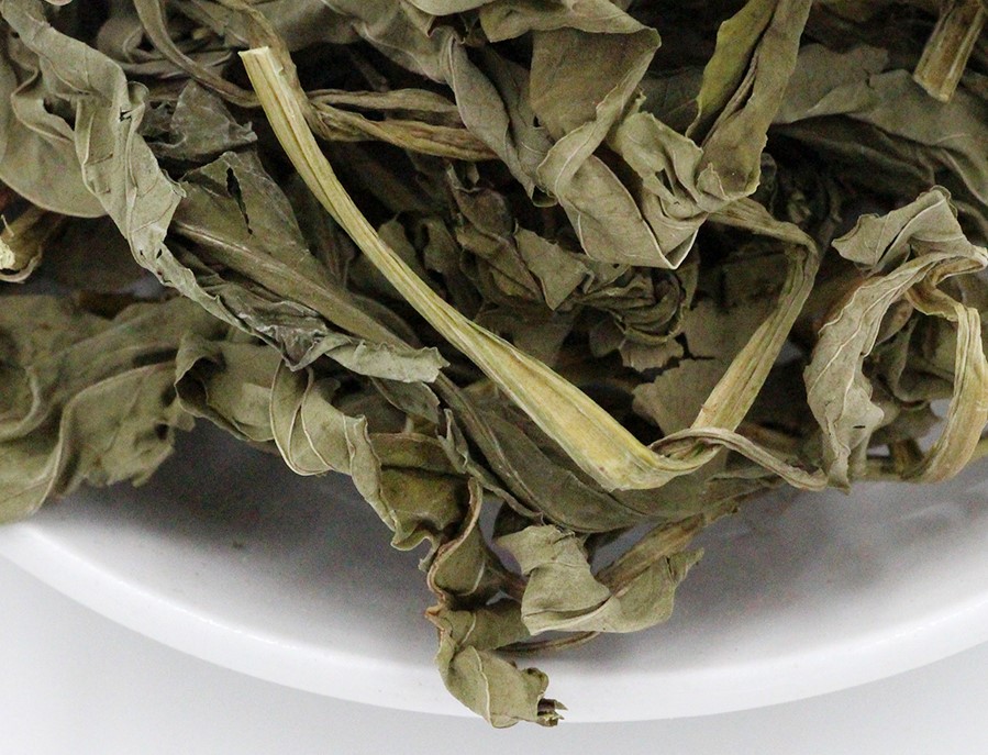 白叶火草
