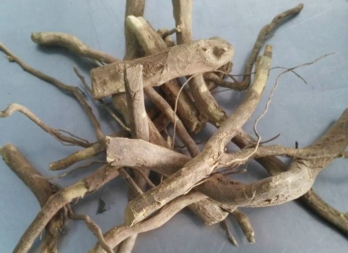 白石榴根