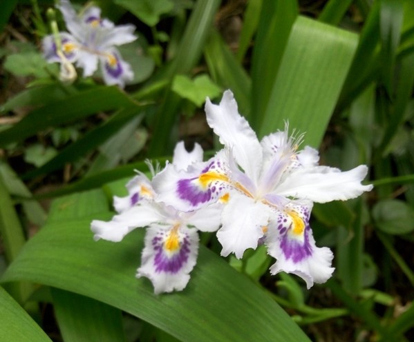 白花射干