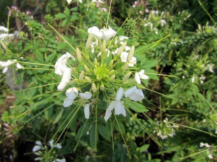 白花菜