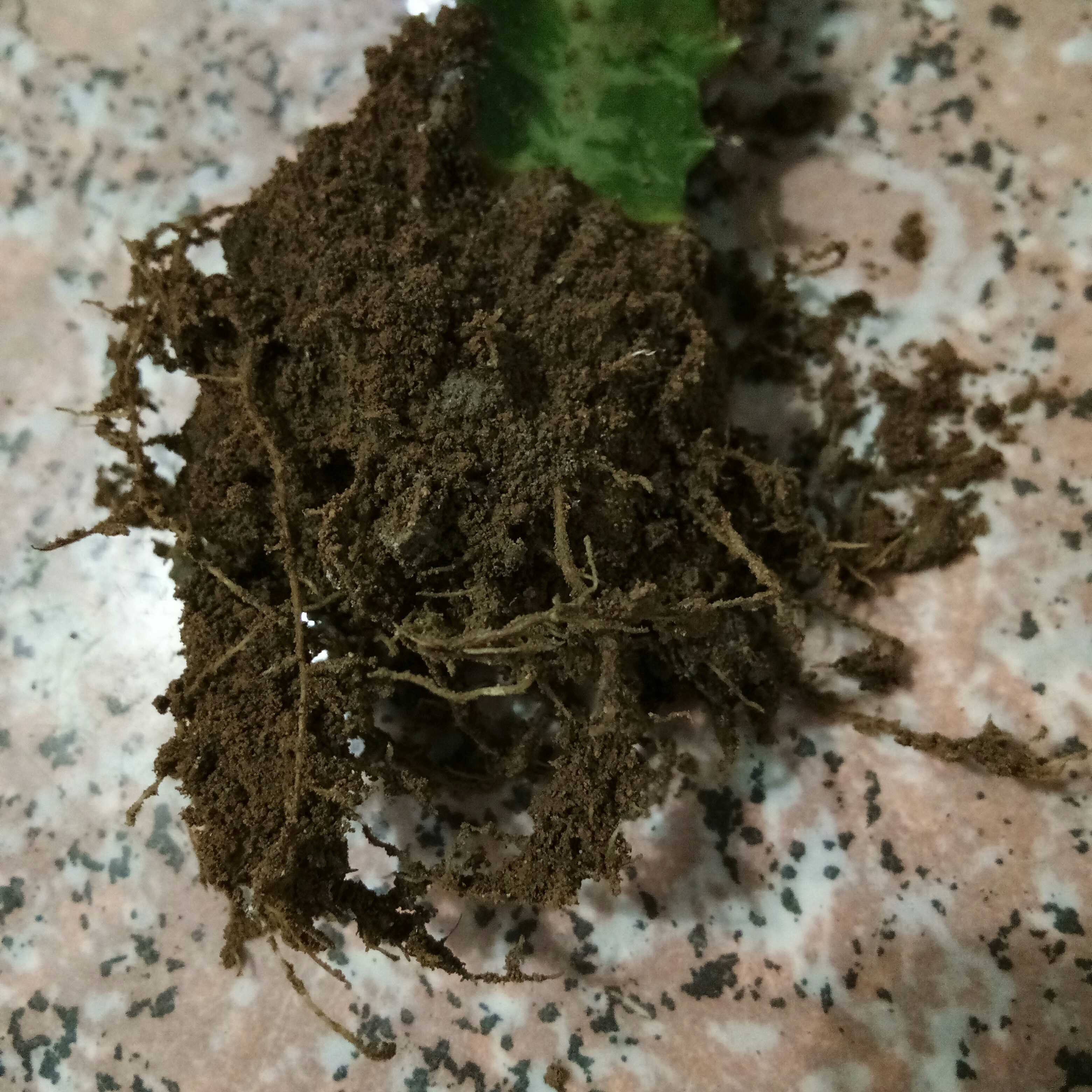霸王根