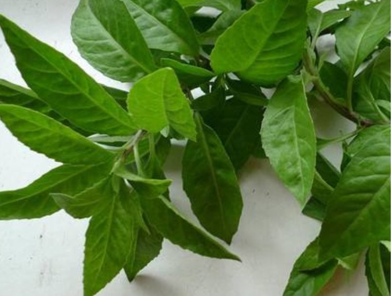 白背三七茎叶