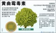 黄曲霉素中毒