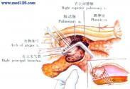 肺络张 肺络张