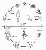 内脏利什曼病 内脏利什曼病