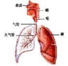 老年人急性呼吸窘迫综合征 老年人急性呼吸窘迫综合征