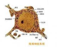 可拉明中毒 可拉明中毒