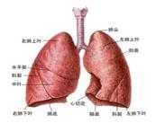 斑疹伤寒立克次体肺炎 斑疹伤寒立克次体肺炎