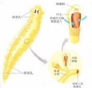 范科尼综合征 范科尼综合征
