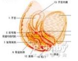 妊娠合并多囊肾