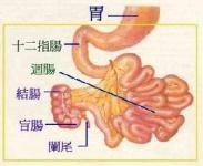 小儿肠吸收不良综合征 小儿肠吸收不良综合征