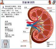老年人急进性肾炎
