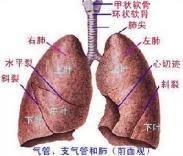 真菌过敏性哮喘 真菌过敏性哮喘