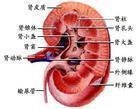 中毒性肾病