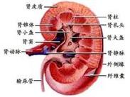 尿毒症
