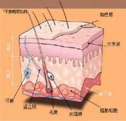 脂肪营养不良 脂肪营养不良