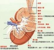 小儿慢性肾功能衰竭