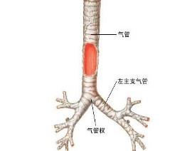 急性支气管炎
